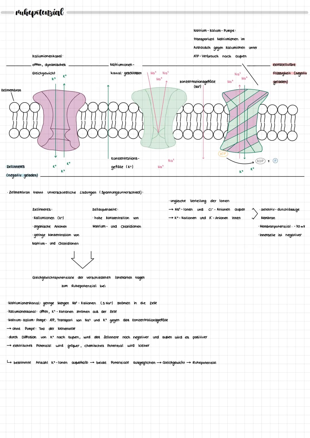 NEURORIOLOGIE
neurobiologie
nervensystem
zentrales Nervensystem
IT
Gehirn
Rückenmark
peripheres Nervensystem
motorische Neuronen
(efferente)