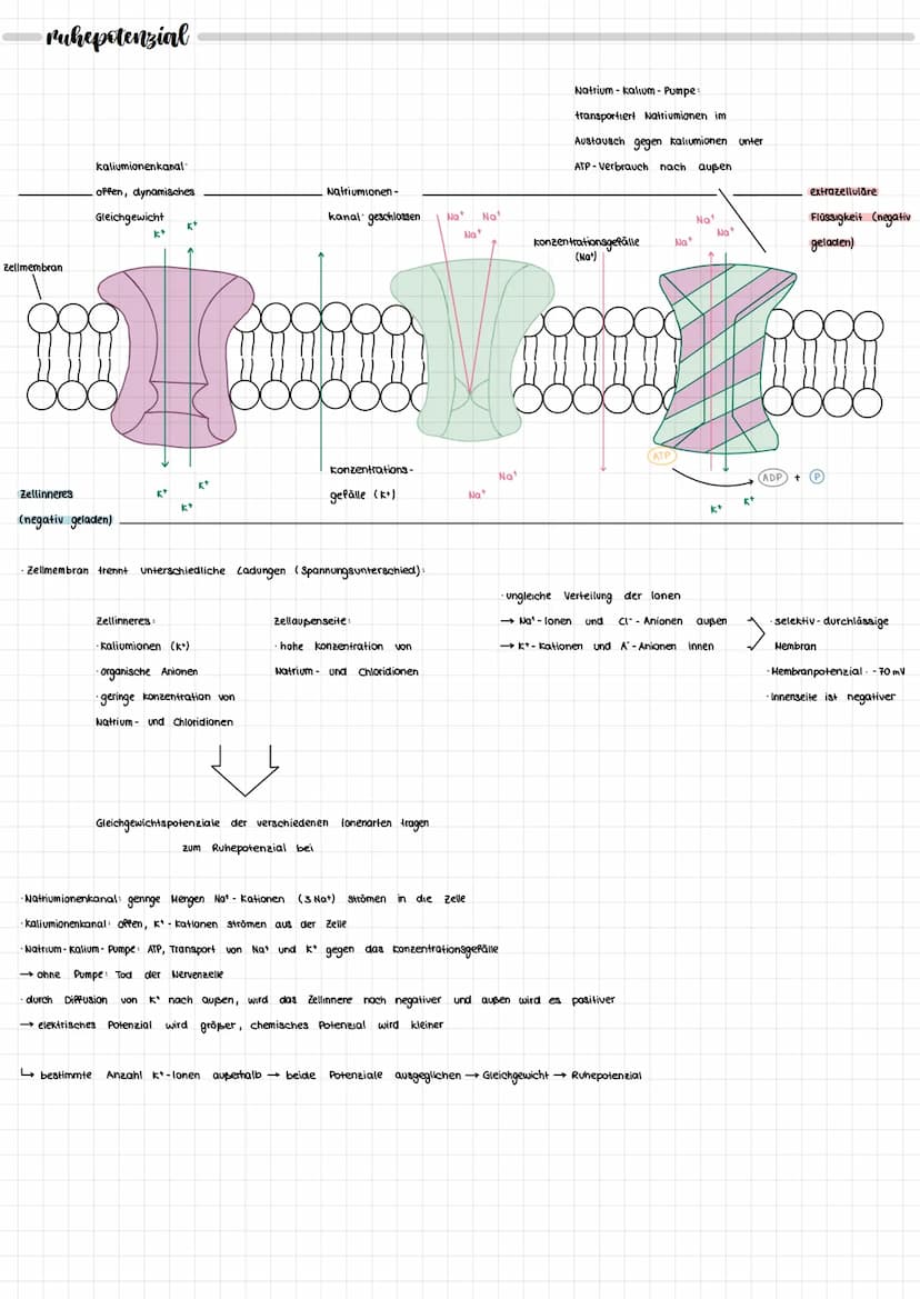 NEURORIOLOGIE
neurobiologie
nervensystem
zentrales Nervensystem
IT
Gehirn
Rückenmark
peripheres Nervensystem
motorische Neuronen
(efferente)