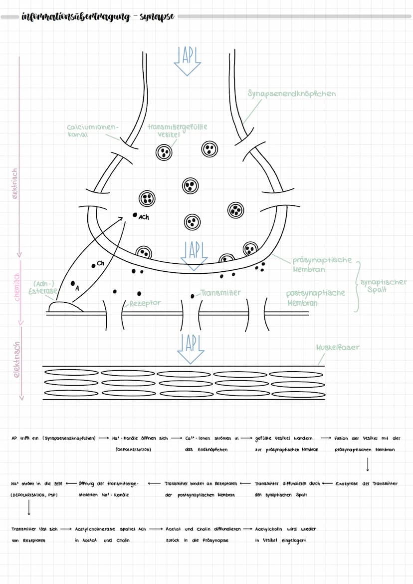NEURORIOLOGIE
neurobiologie
nervensystem
zentrales Nervensystem
IT
Gehirn
Rückenmark
peripheres Nervensystem
motorische Neuronen
(efferente)