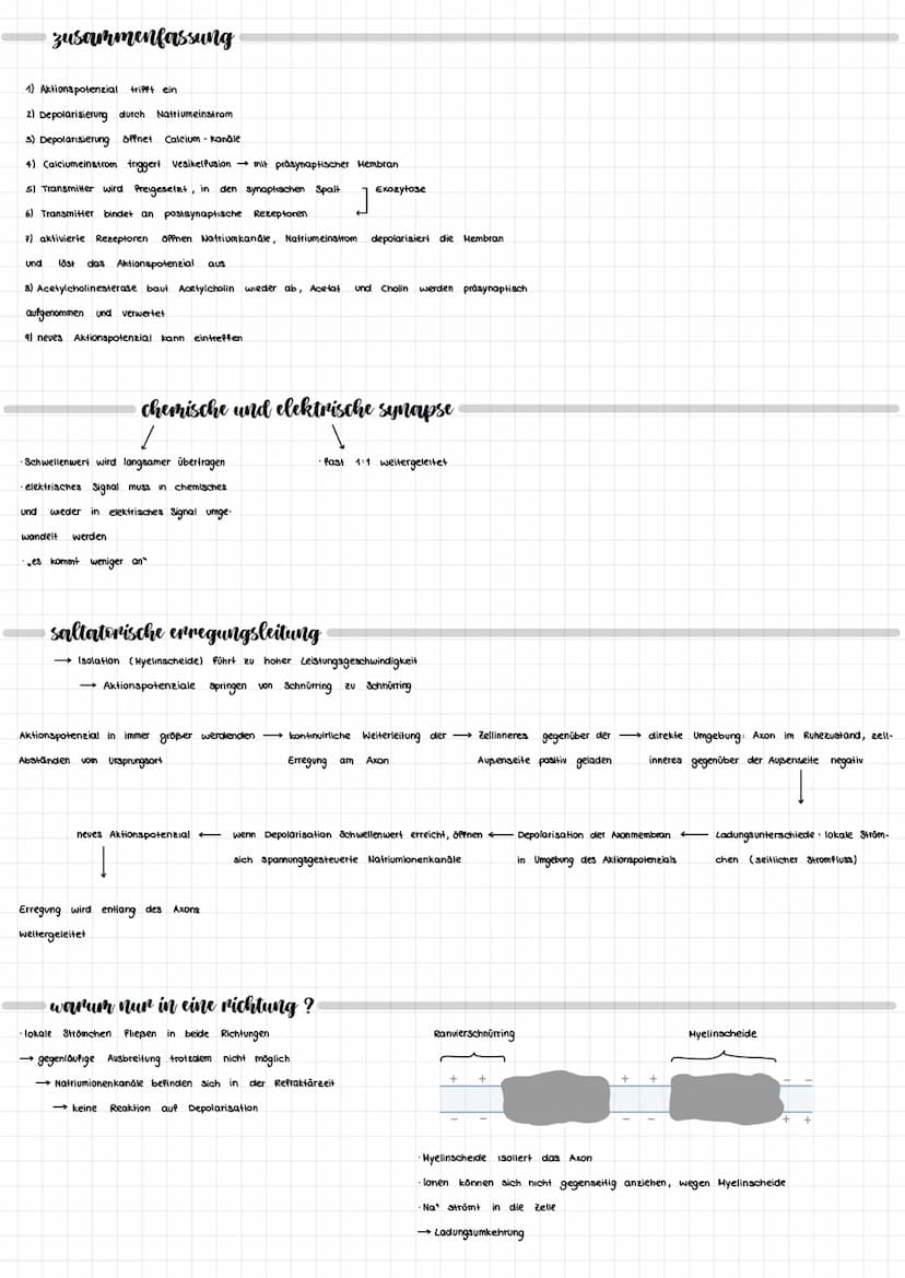 NEURORIOLOGIE
neurobiologie
nervensystem
zentrales Nervensystem
IT
Gehirn
Rückenmark
peripheres Nervensystem
motorische Neuronen
(efferente)