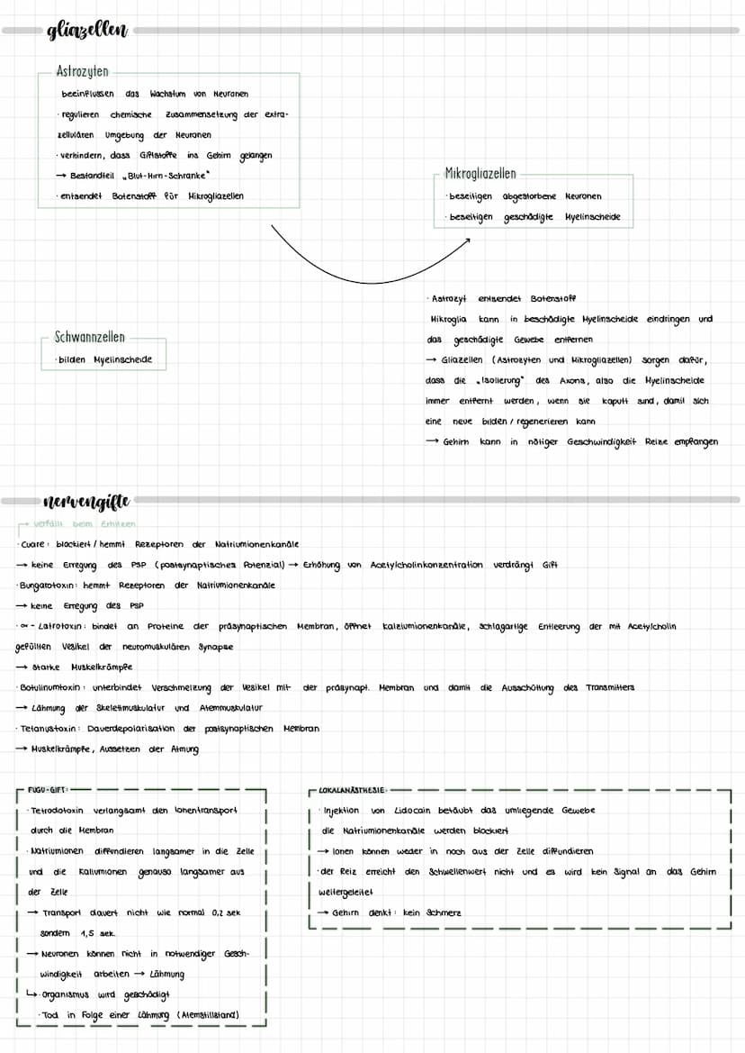 NEURORIOLOGIE
neurobiologie
nervensystem
zentrales Nervensystem
IT
Gehirn
Rückenmark
peripheres Nervensystem
motorische Neuronen
(efferente)