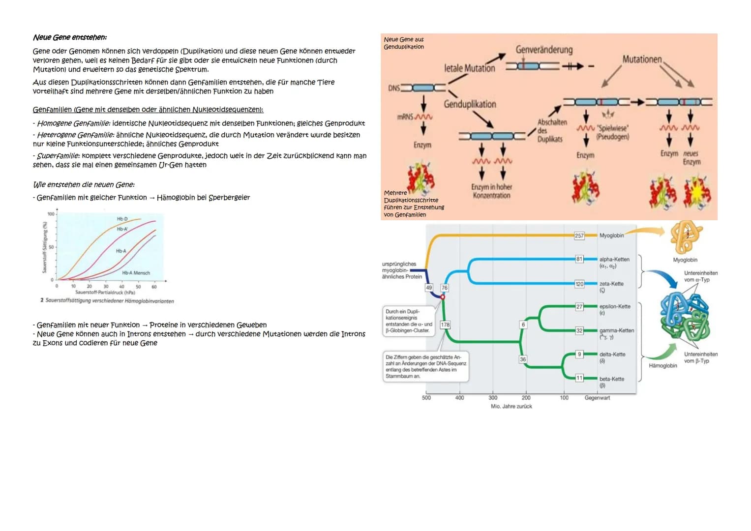 Abitur Zusammenfassung: Evolution
Themen:
1. Evolutionstheorien
1.1. Linné, Cuvier, Lamarck, Darwin
1.2. Synthetische Evolutionstheorie
2. A