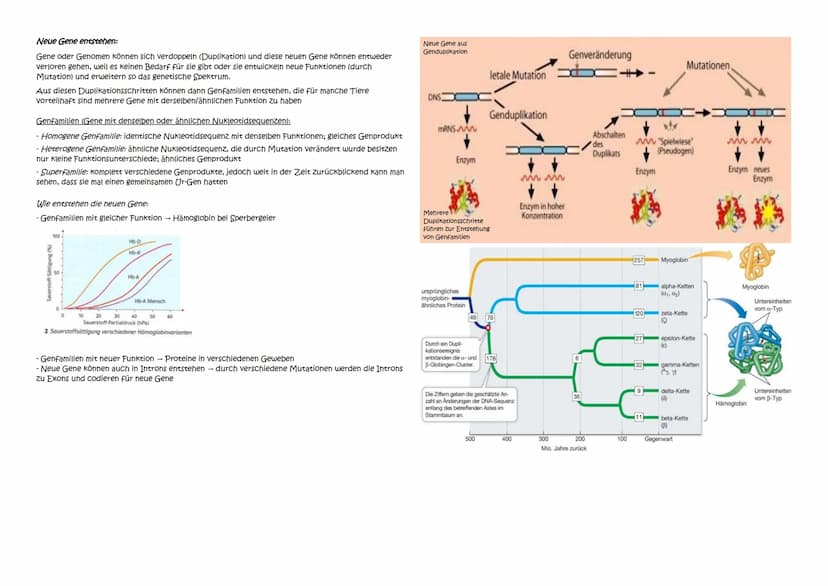 Abitur Zusammenfassung: Evolution
Themen:
1. Evolutionstheorien
1.1. Linné, Cuvier, Lamarck, Darwin
1.2. Synthetische Evolutionstheorie
2. A