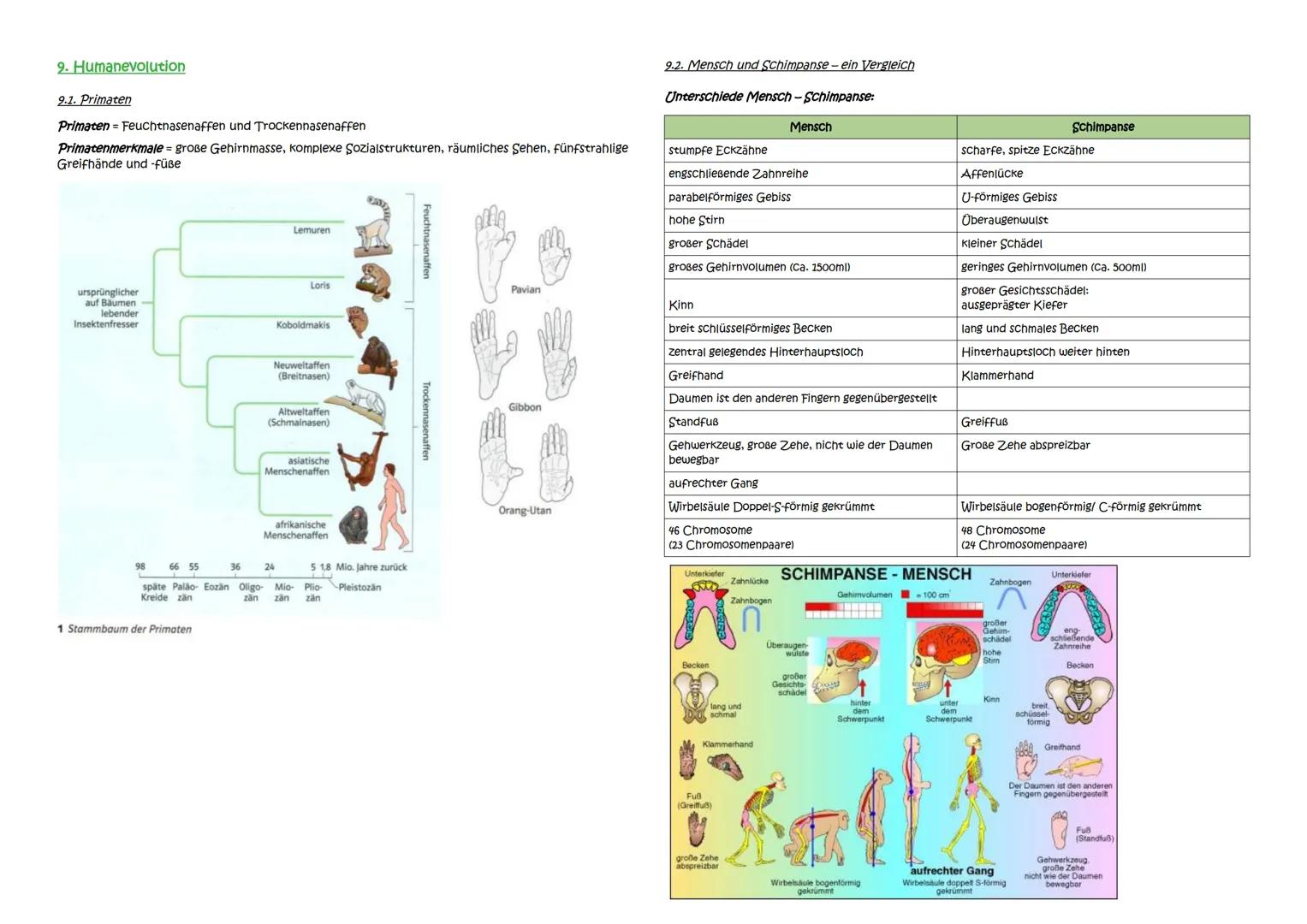 Abitur Zusammenfassung: Evolution
Themen:
1. Evolutionstheorien
1.1. Linné, Cuvier, Lamarck, Darwin
1.2. Synthetische Evolutionstheorie
2. A