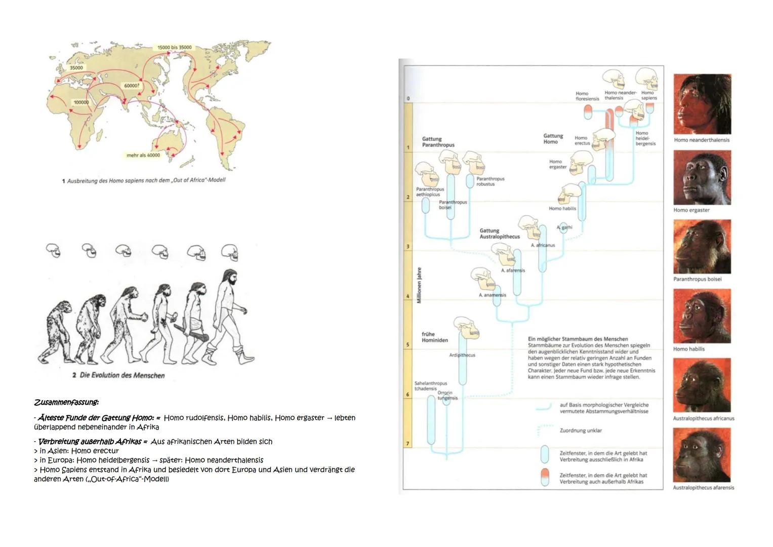 Abitur Zusammenfassung: Evolution
Themen:
1. Evolutionstheorien
1.1. Linné, Cuvier, Lamarck, Darwin
1.2. Synthetische Evolutionstheorie
2. A