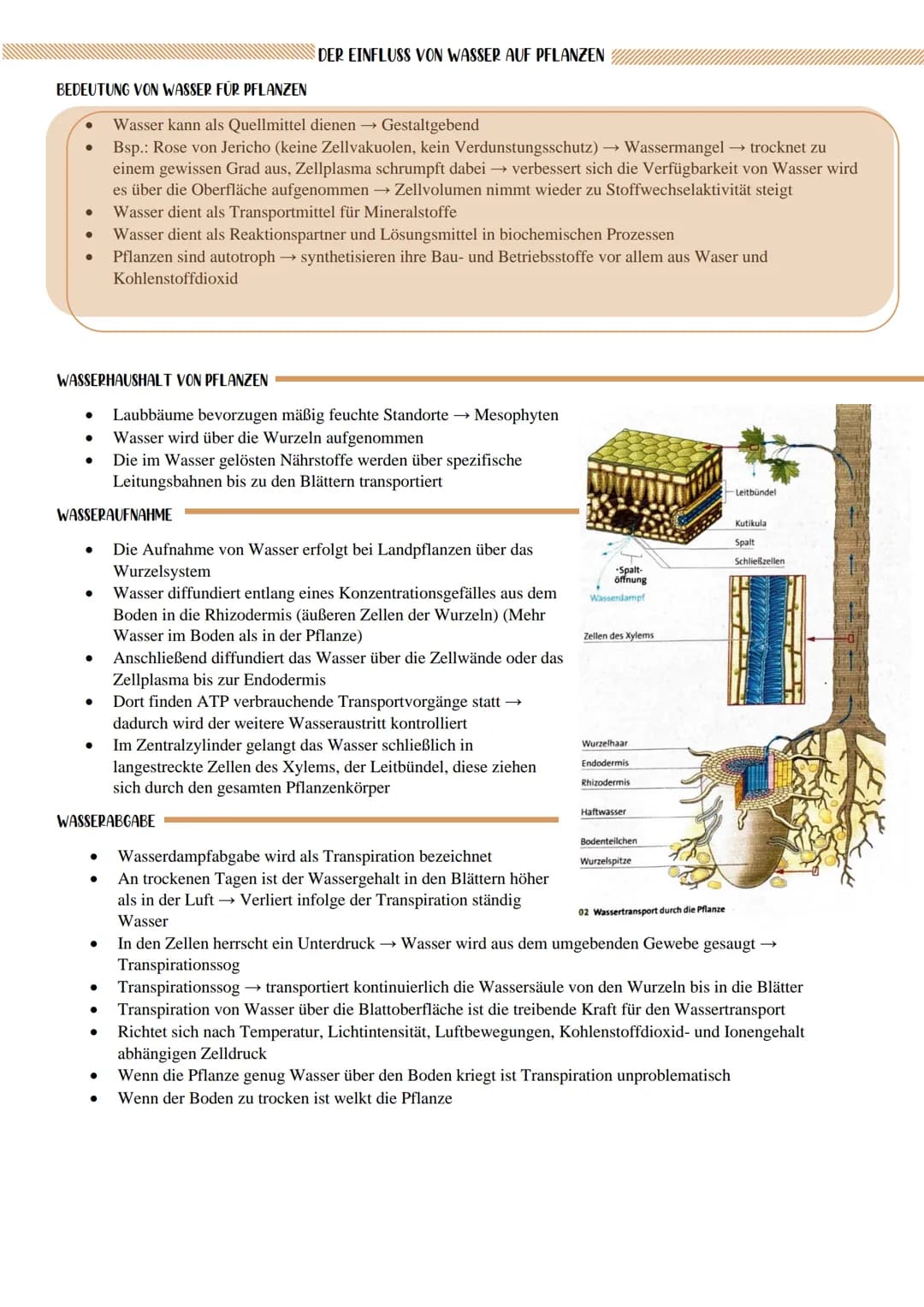 BEDEUTUNG VON WASSER FÜR PFLANZEN
WASSERHAUSHALT VON PFLANZEN
●
WASSERAUFNAHME
●
●
WASSERABGABE
●
●
Wasser kann als Quellmittel dienen → Ges