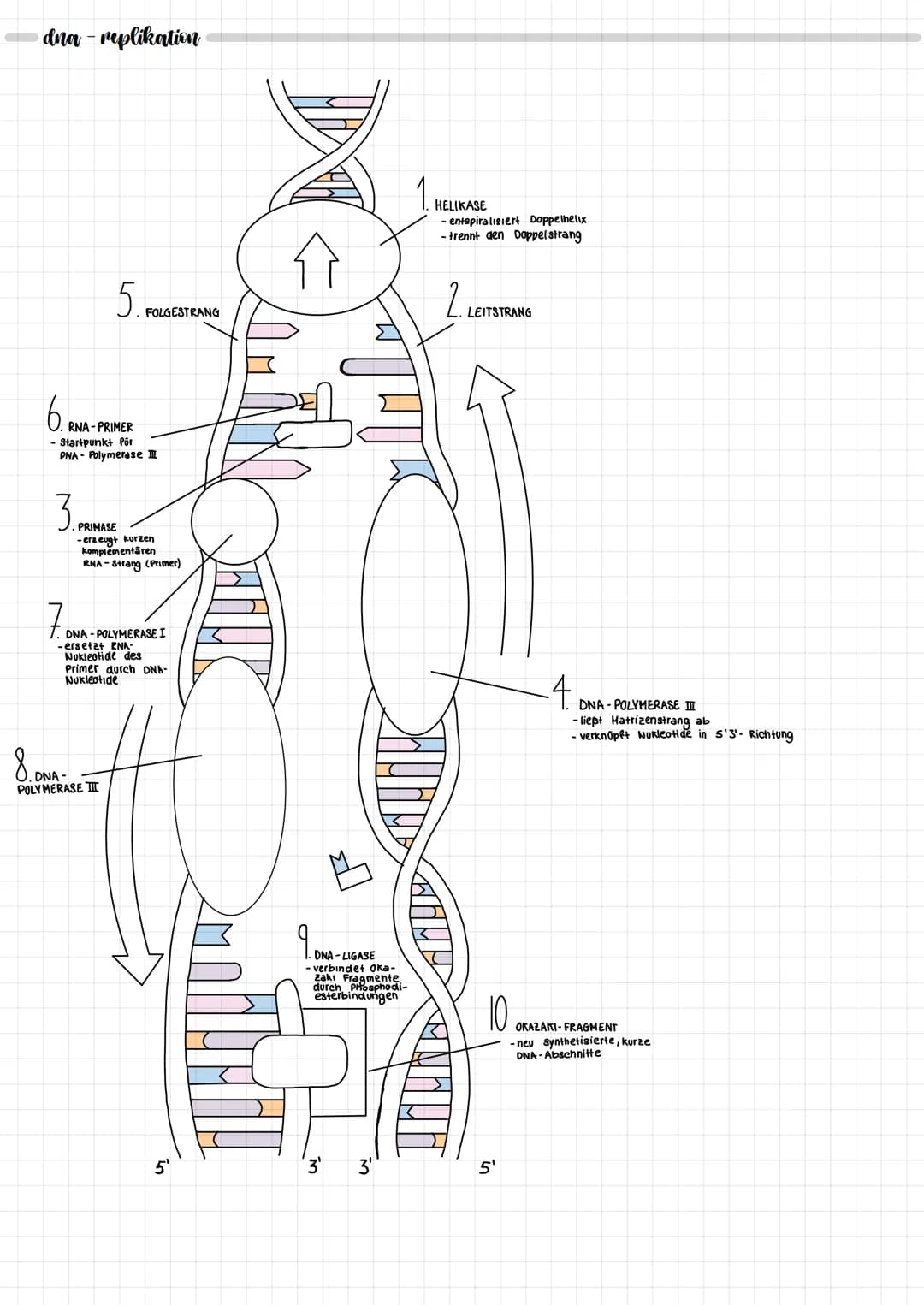 genetik
mitose
→ Zellteilung
Mitose
40 min
1. Frühe Prophase
verdoppelte DNA kondensiert
Chromosomen bilden sich
kernmembran löst sich auf
P