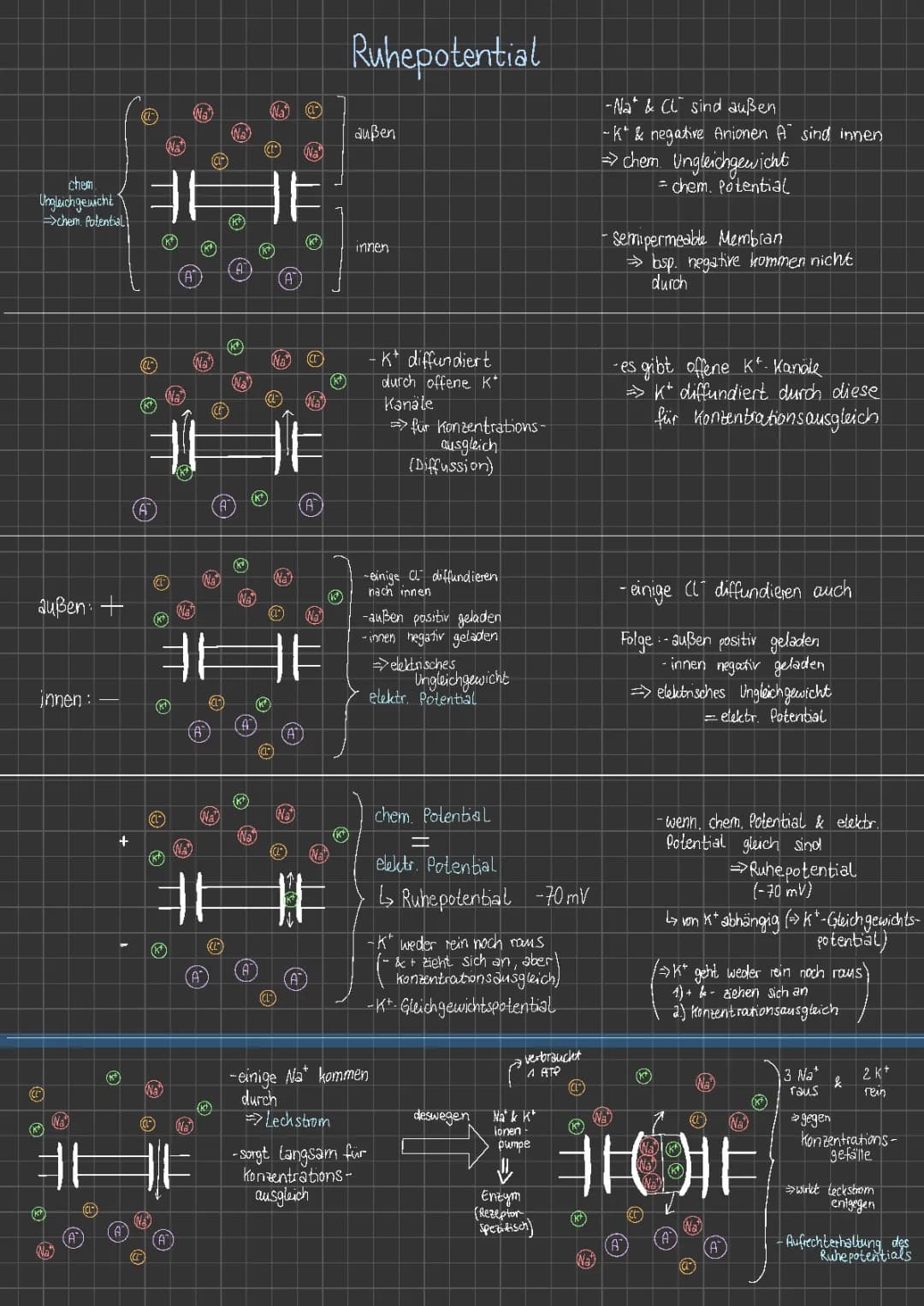 Ruhepotential & Aktionspotential