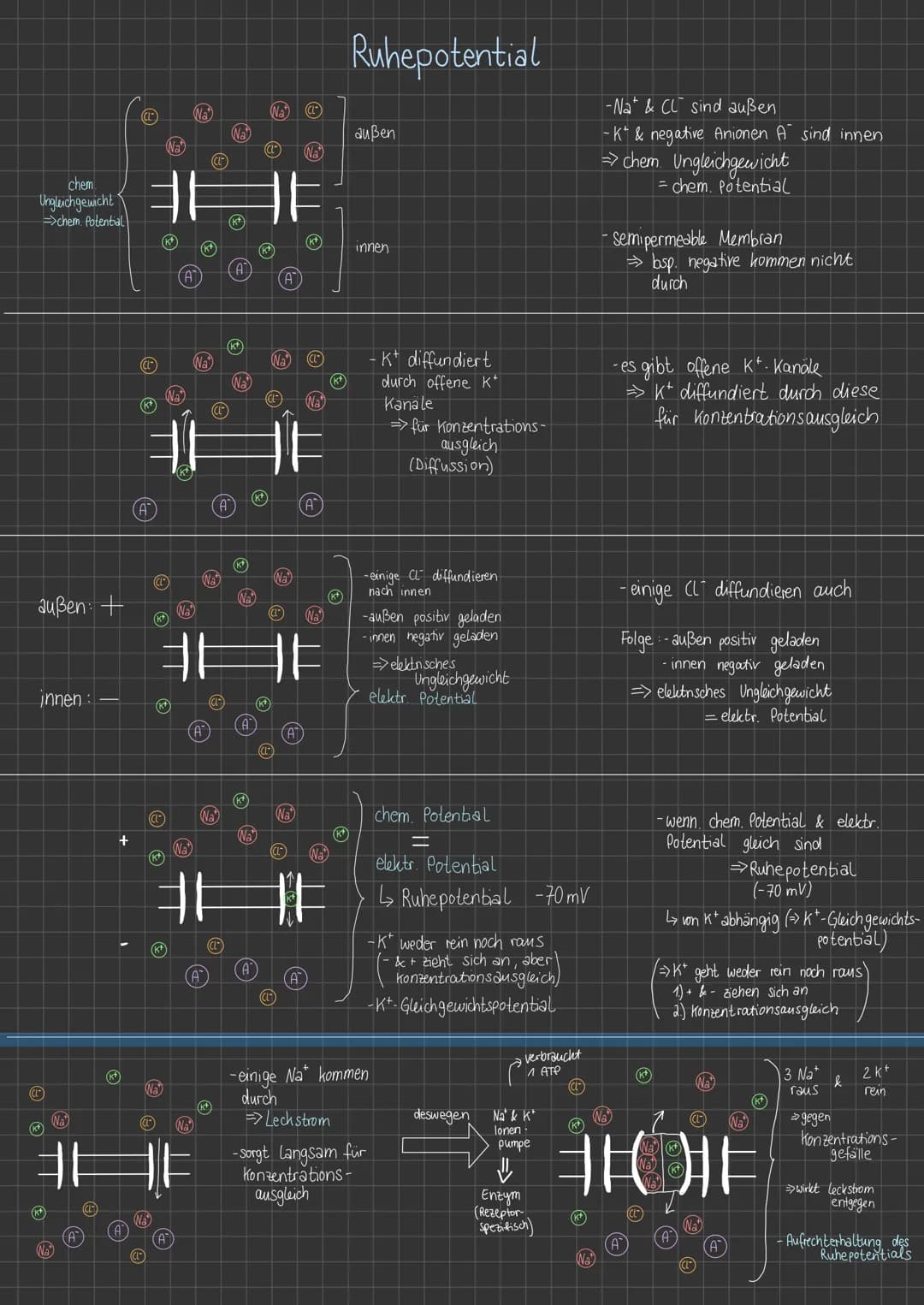 chem
Ungleichgewicht
außen: +
innen :
(CL)
(k+
chem. Potential
K*
Na
Na
+
A
(k+)
CL
(CL-
k*
(A)
CL
k*
(Na
(CL-
(K+
(k+
Na
(Nat
A
A
(Na
Na
Na
