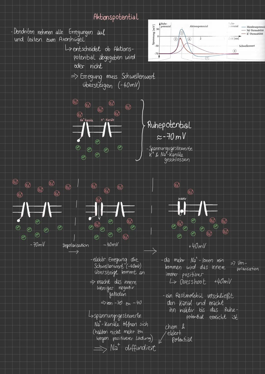 chem
Ungleichgewicht
außen: +
innen :
(CL)
(k+
chem. Potential
K*
Na
Na
+
A
(k+)
CL
(CL-
k*
(A)
CL
k*
(Na
(CL-
(K+
(k+
Na
(Nat
A
A
(Na
Na
Na