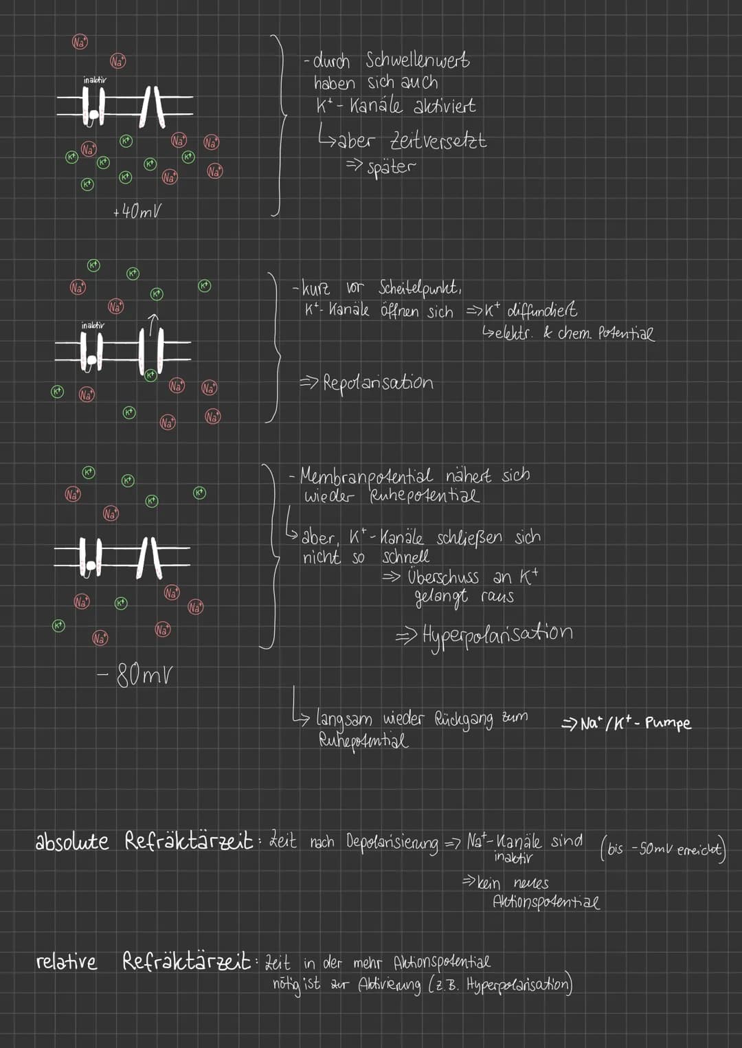 chem
Ungleichgewicht
außen: +
innen :
(CL)
(k+
chem. Potential
K*
Na
Na
+
A
(k+)
CL
(CL-
k*
(A)
CL
k*
(Na
(CL-
(K+
(k+
Na
(Nat
A
A
(Na
Na
Na