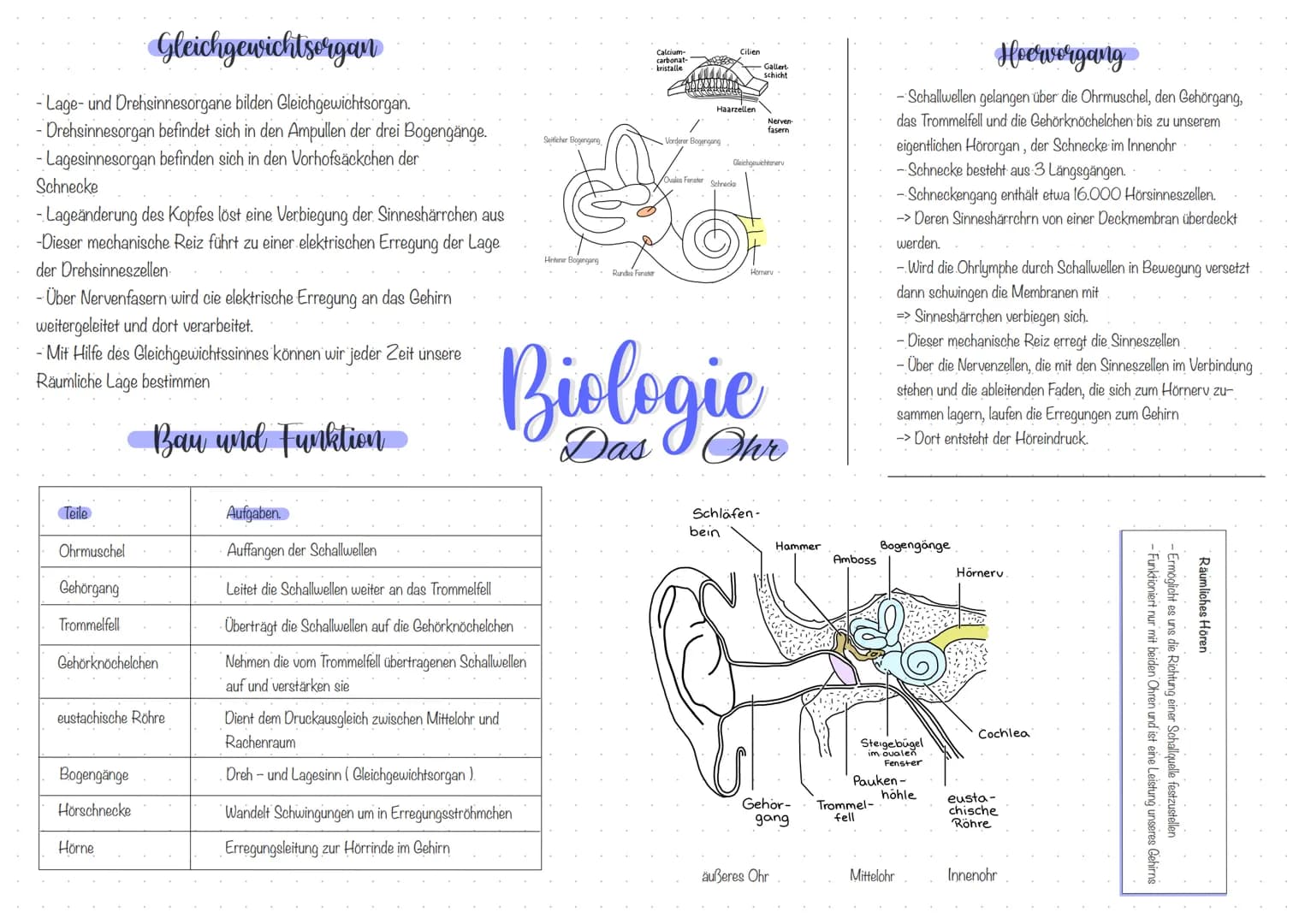 Gleichgewichtsorgan
-Lage- und Drehsinnesorgane bilden Gleichgewichtsorgan.
- Drehsinnesorgan befindet sich in den Ampullen der drei Bogengä