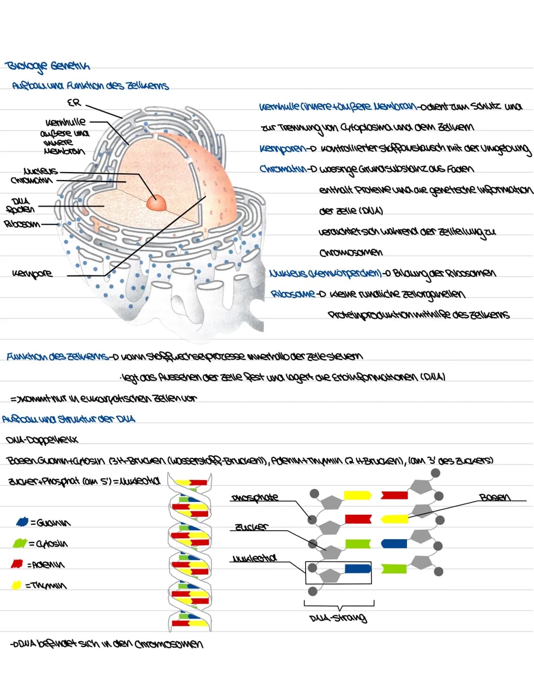 Biologie Genetiv
Aufbau und Funktion des Zellkerns
ER
kerwhulle
außere und
where
Membran
Uncleus
Chromatin
DUA
goden
Ribosom
kerupore
=>Komm