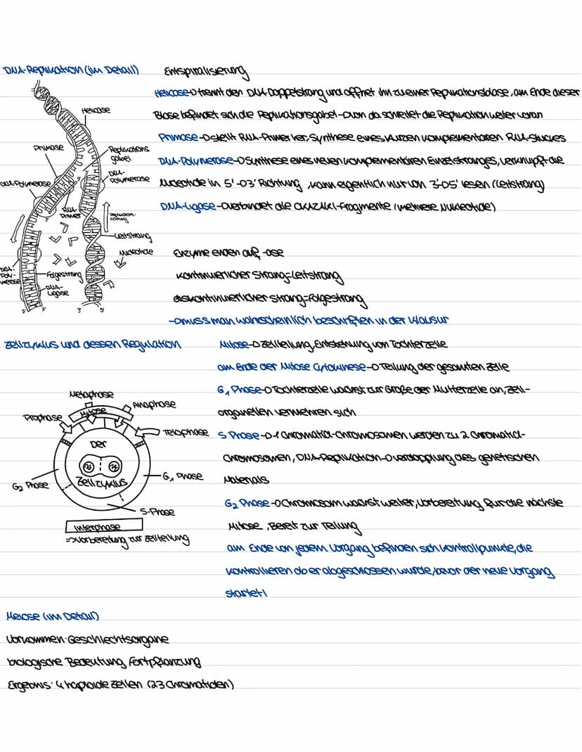 Biologie Genetiv
Aufbau und Funktion des Zellkerns
ER
kerwhulle
außere und
where
Membran
Uncleus
Chromatin
DUA
goden
Ribosom
kerupore
=>Komm