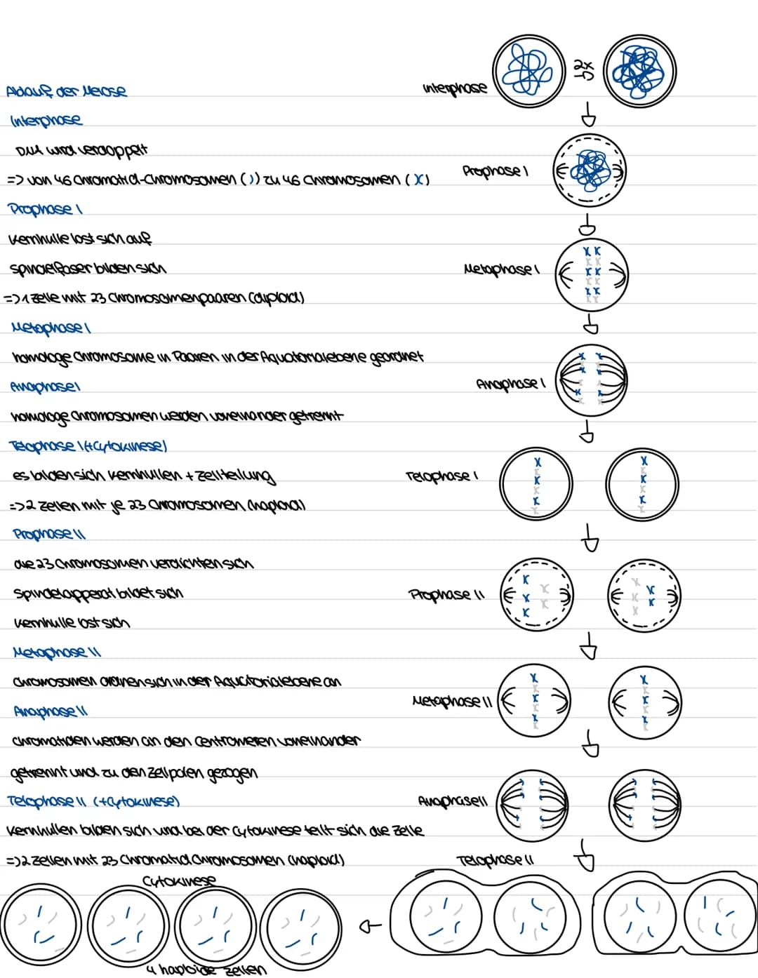 Biologie Genetiv
Aufbau und Funktion des Zellkerns
ER
kerwhulle
außere und
where
Membran
Uncleus
Chromatin
DUA
goden
Ribosom
kerupore
=>Komm