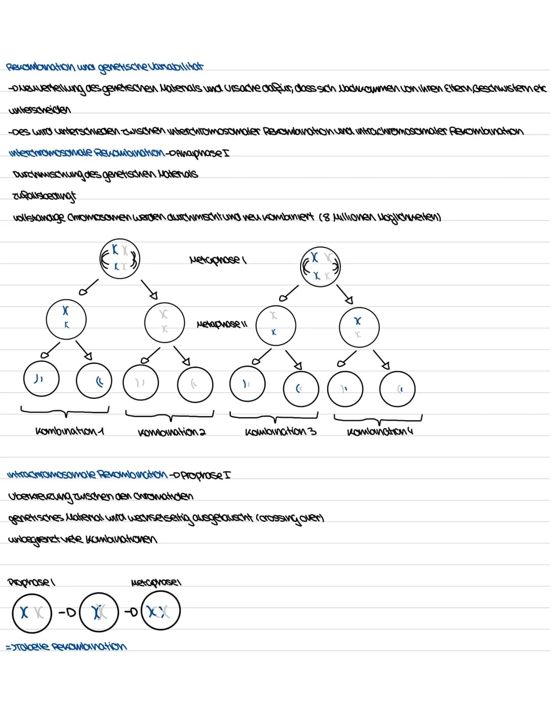 Biologie Genetiv
Aufbau und Funktion des Zellkerns
ER
kerwhulle
außere und
where
Membran
Uncleus
Chromatin
DUA
goden
Ribosom
kerupore
=>Komm