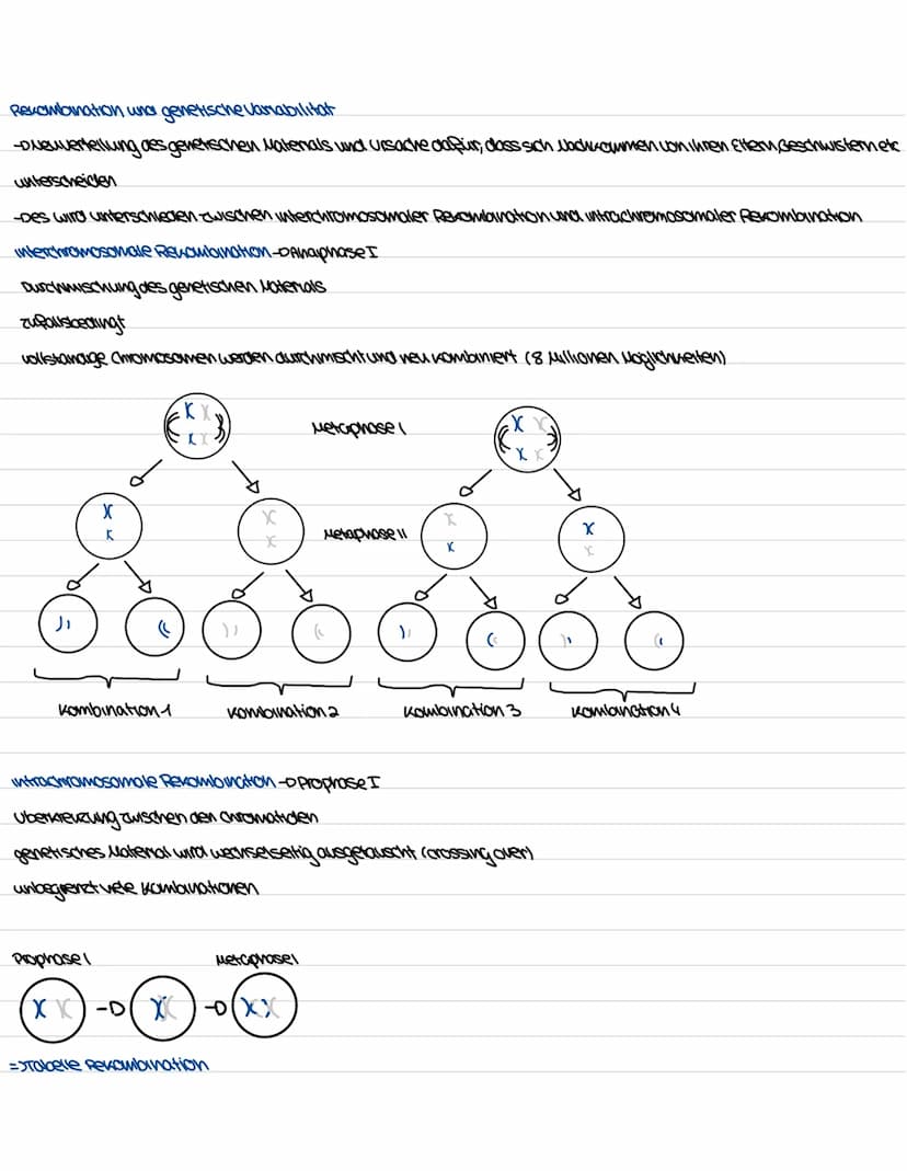 Biologie Genetiv
Aufbau und Funktion des Zellkerns
ER
kerwhulle
außere und
where
Membran
Uncleus
Chromatin
DUA
goden
Ribosom
kerupore
=>Komm