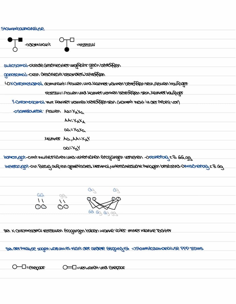 Biologie Genetiv
Aufbau und Funktion des Zellkerns
ER
kerwhulle
außere und
where
Membran
Uncleus
Chromatin
DUA
goden
Ribosom
kerupore
=>Komm