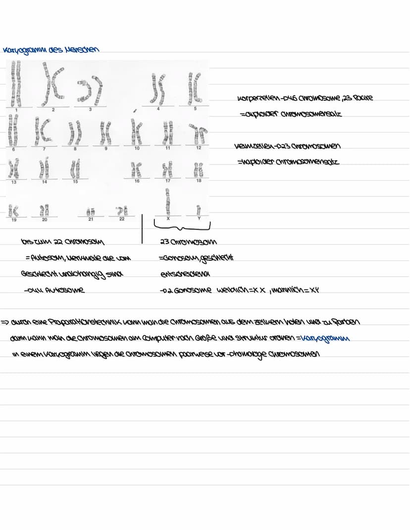 Biologie Genetiv
Aufbau und Funktion des Zellkerns
ER
kerwhulle
außere und
where
Membran
Uncleus
Chromatin
DUA
goden
Ribosom
kerupore
=>Komm