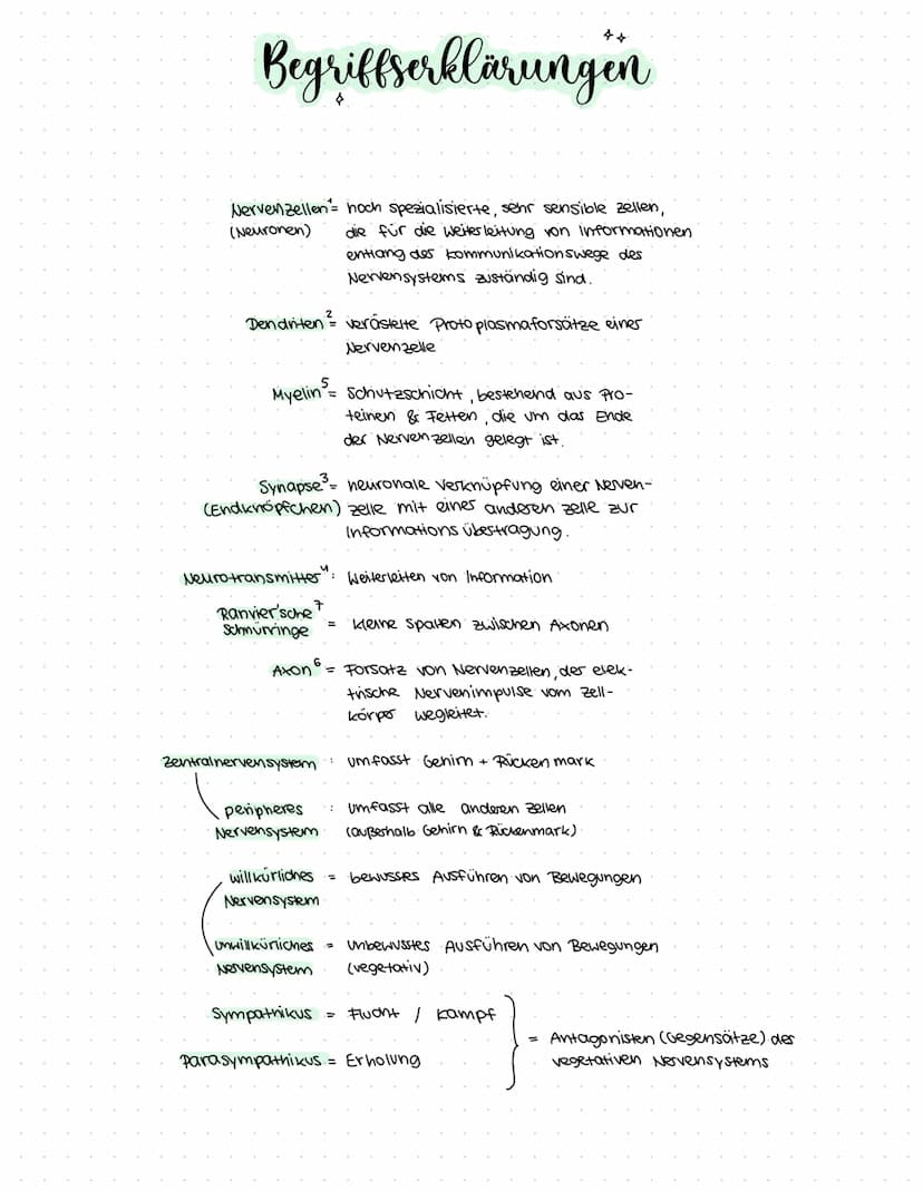 }. *
Gehirn
&
Nervensystem
made by
@Nelly
K Begriffserklärungen
Nervenzellen = noch spezialisierte, sehr sensible zellen,
(Neuronen)
die für