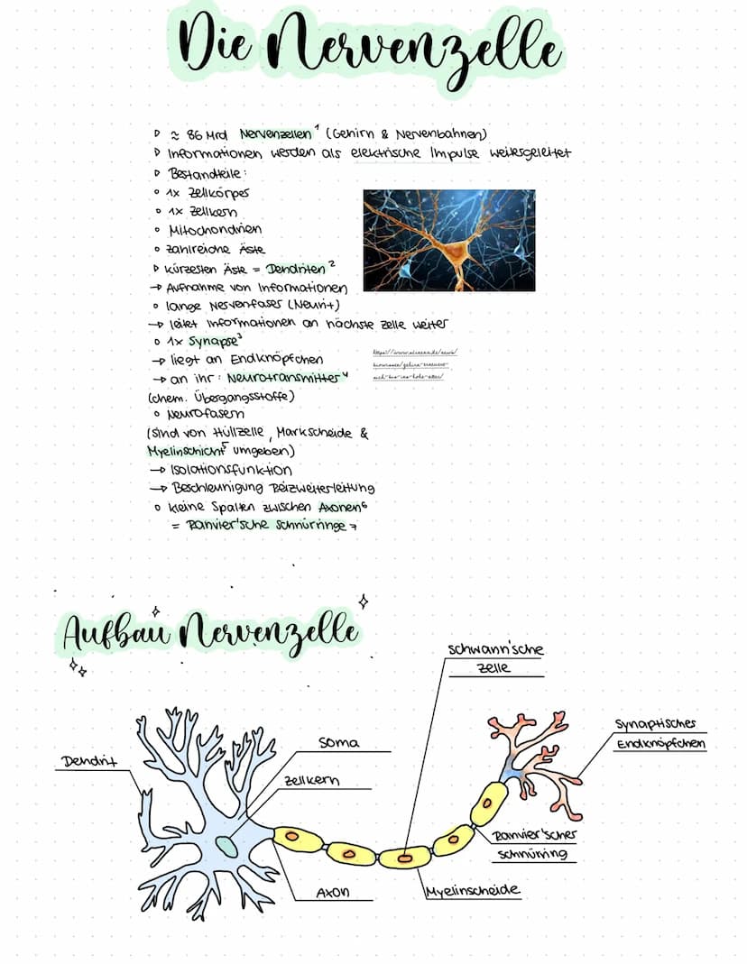 }. *
Gehirn
&
Nervensystem
made by
@Nelly
K Begriffserklärungen
Nervenzellen = noch spezialisierte, sehr sensible zellen,
(Neuronen)
die für