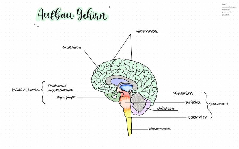 }. *
Gehirn
&
Nervensystem
made by
@Nelly
K Begriffserklärungen
Nervenzellen = noch spezialisierte, sehr sensible zellen,
(Neuronen)
die für