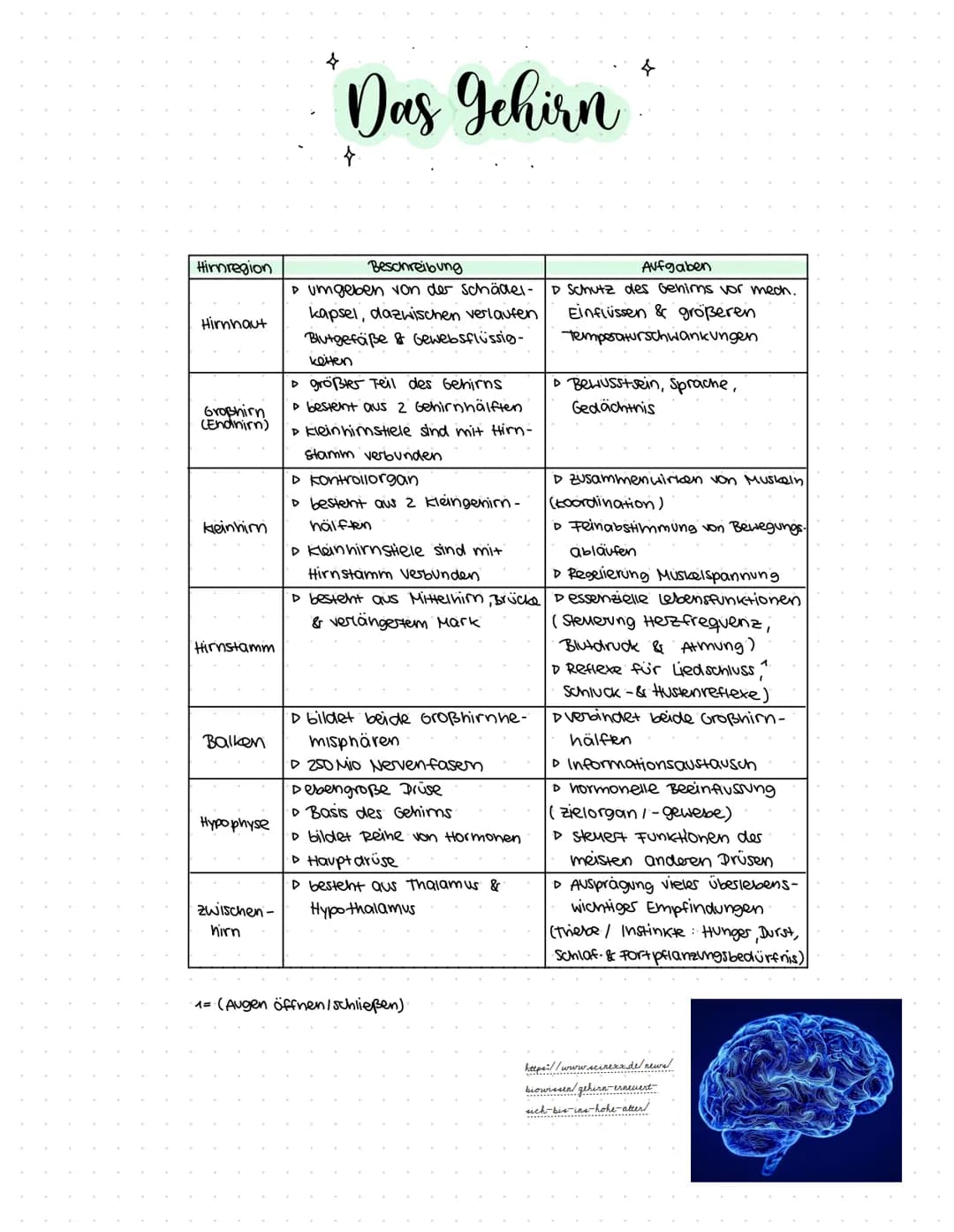 }. *
Gehirn
&
Nervensystem
made by
@Nelly
K Begriffserklärungen
Nervenzellen = noch spezialisierte, sehr sensible zellen,
(Neuronen)
die für