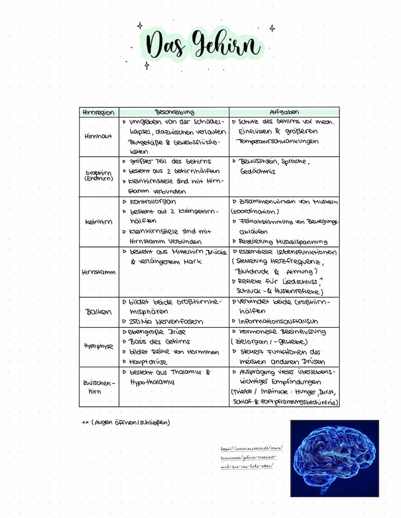 }. *
Gehirn
&
Nervensystem
made by
@Nelly
K Begriffserklärungen
Nervenzellen = noch spezialisierte, sehr sensible zellen,
(Neuronen)
die für