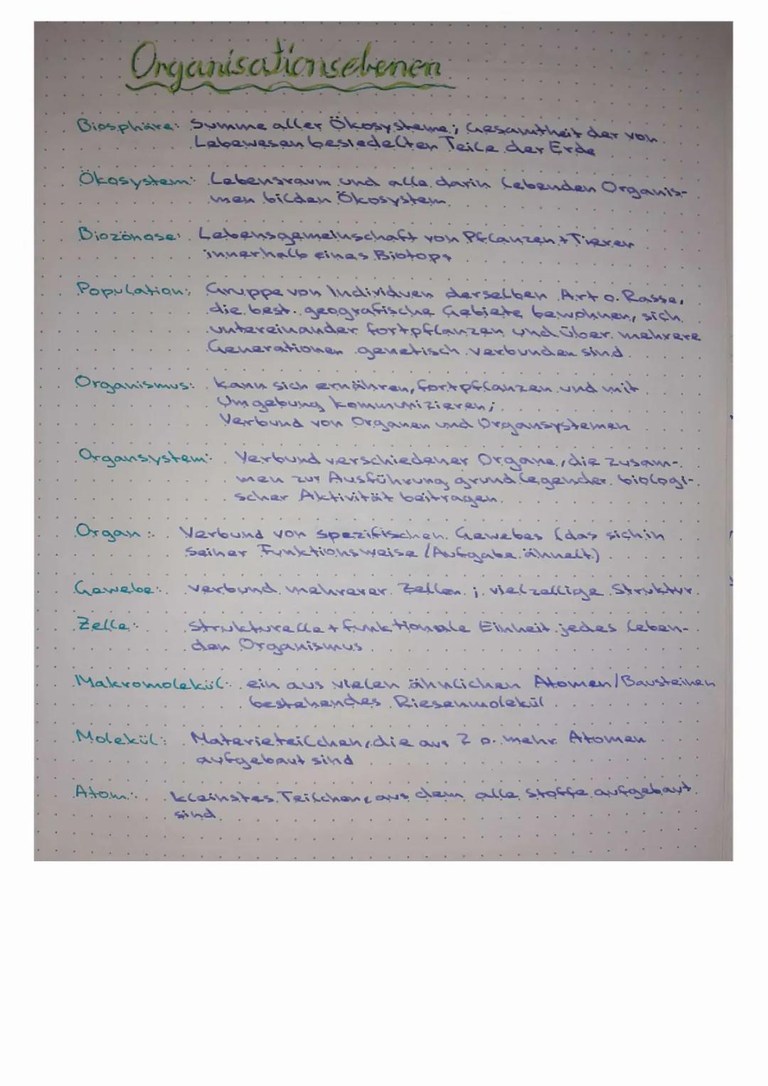 Organisationsebenen einfach erklärt: Definition, Beispiele und Biologie Arbeitsblatt