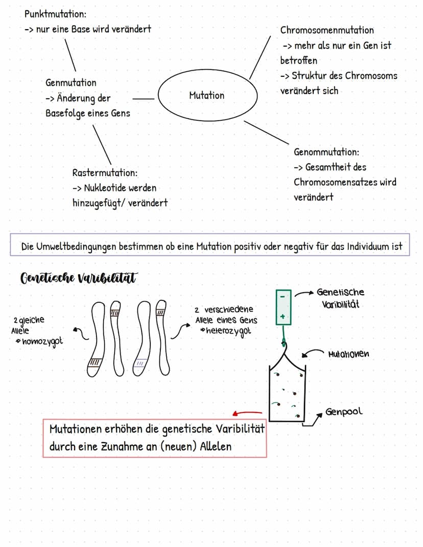 Evolution
stammesgeschichtliche Entwicklung und Veränderung der Lebewesen, von ihrer Entstehung bis
zu ihrer heutigen Vielfalt
darwins evolu