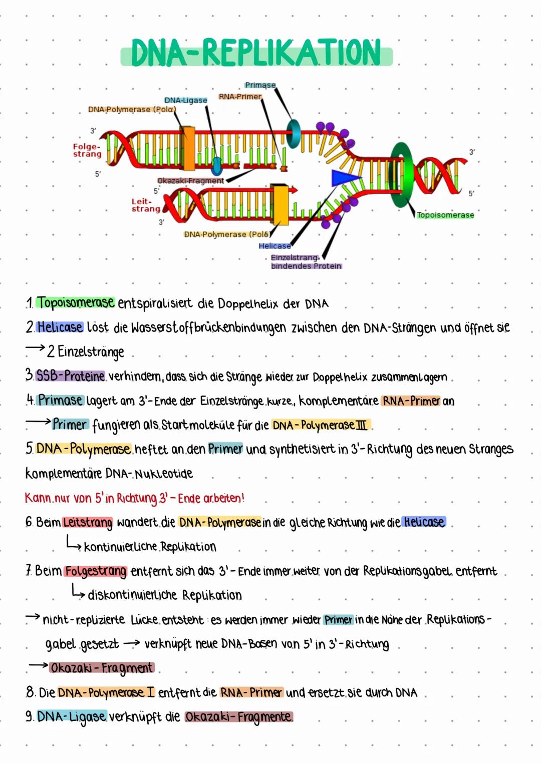 3'
DNA-Polymerase (Pola)
Folge-
strang
DNA-REPLIKATION
5'
DNA-Ligase
Leit-
strang
Okazaki-Fragment
XIX
3'
Primase
RNA-Primer
DNA-Polymerase 