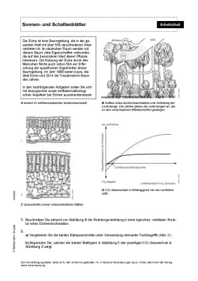 Know Das Sonnen- und Schattenblatt  thumbnail