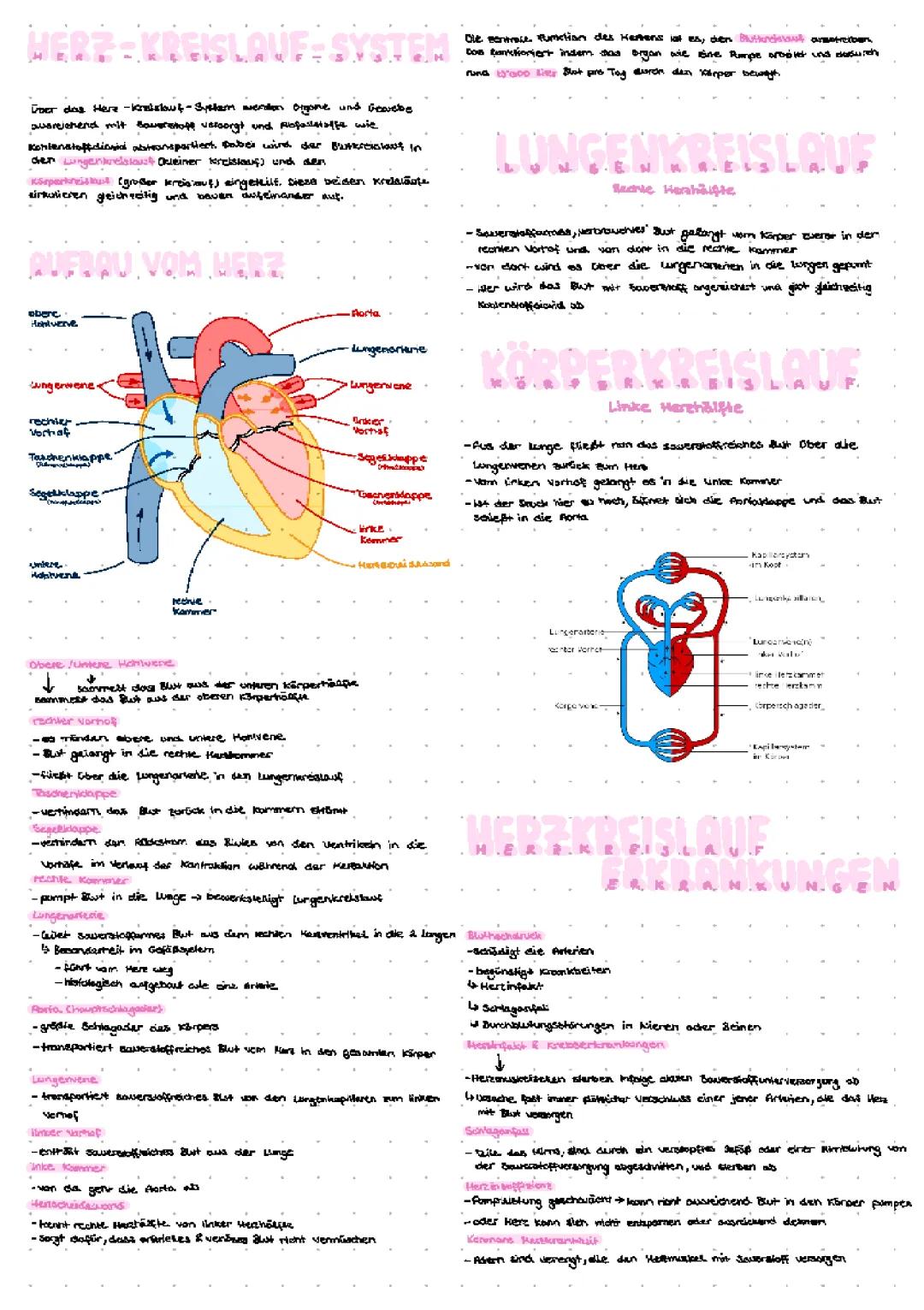 Herz-Kreislauf-System 