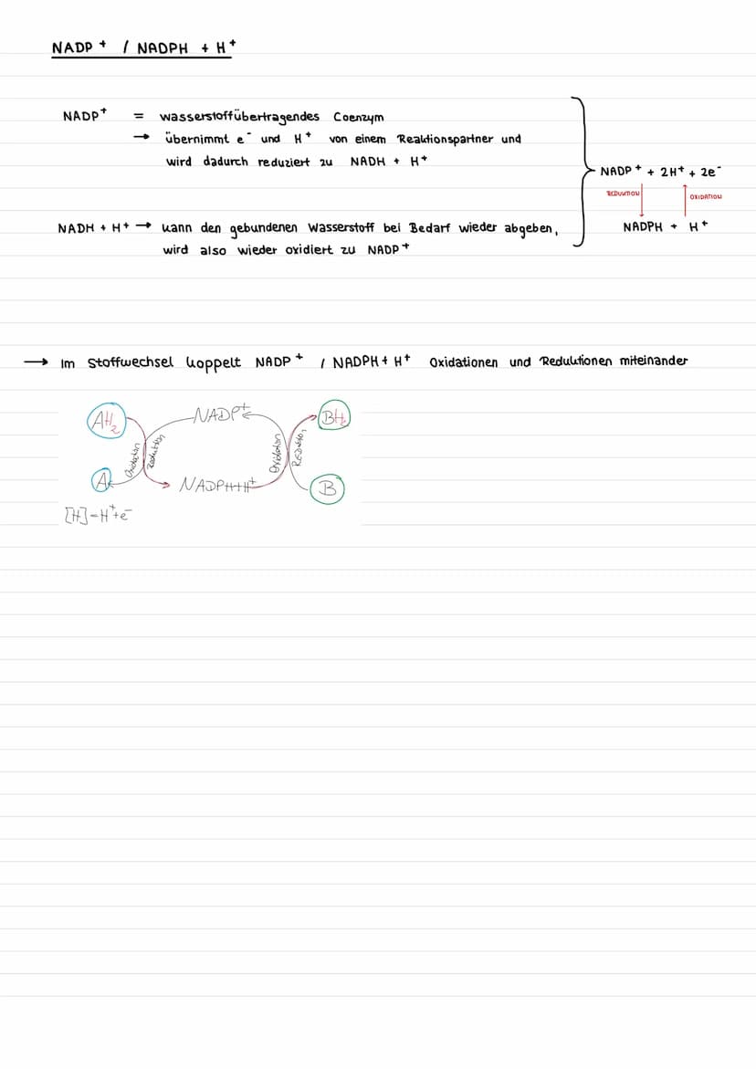 Assimilation
Prozess, bei dem aus korperfremden Stoffen
Fotosynthese eine Form der Assimilation
Oxygene Fotosynthese
Grüne Pflanzen stellen 