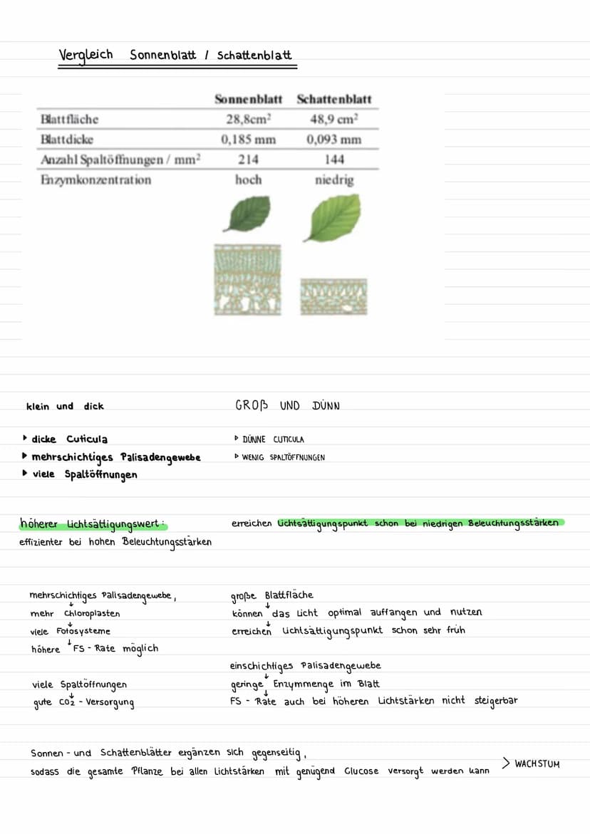 Assimilation
Prozess, bei dem aus korperfremden Stoffen
Fotosynthese eine Form der Assimilation
Oxygene Fotosynthese
Grüne Pflanzen stellen 