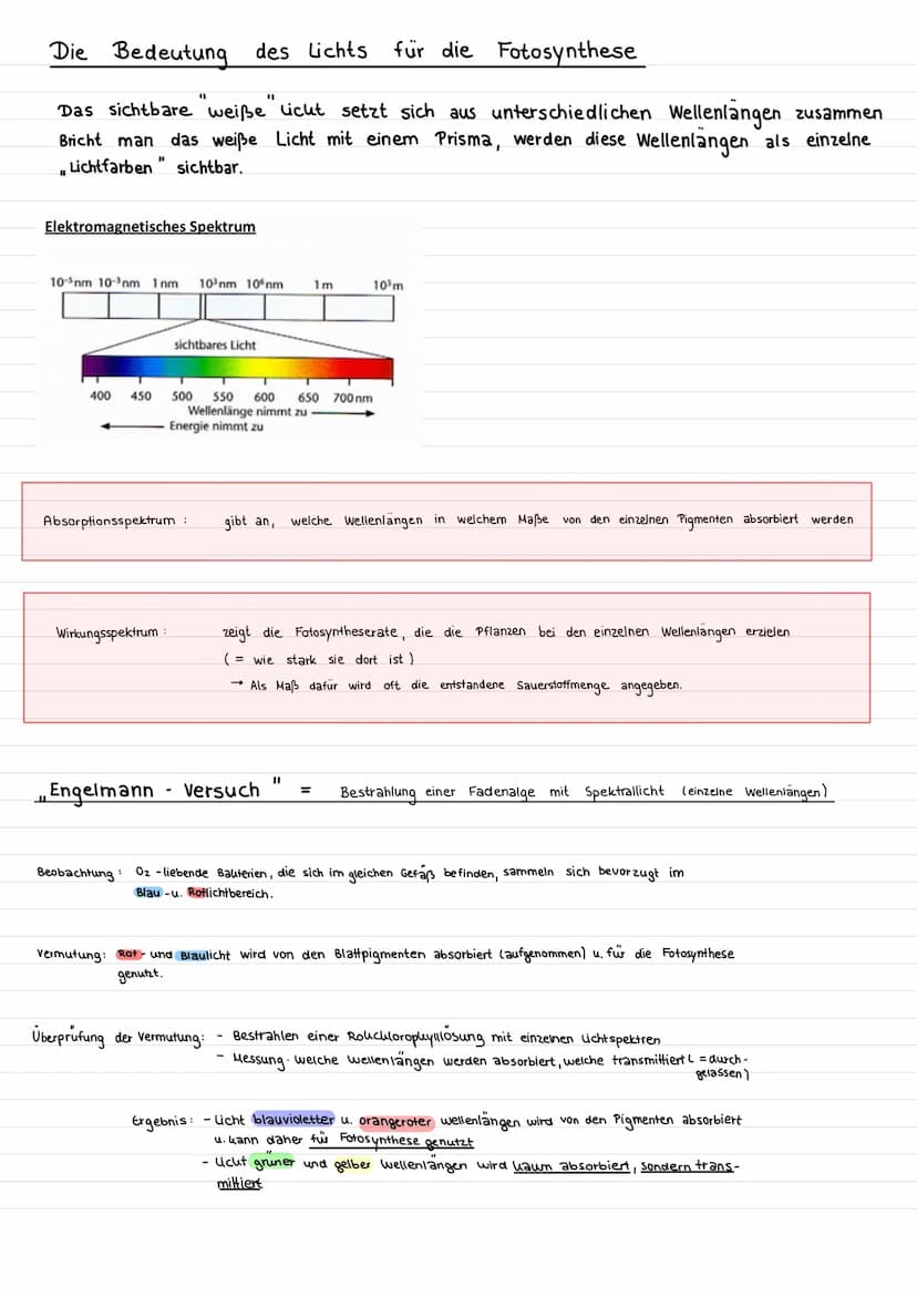 Assimilation
Prozess, bei dem aus korperfremden Stoffen
Fotosynthese eine Form der Assimilation
Oxygene Fotosynthese
Grüne Pflanzen stellen 