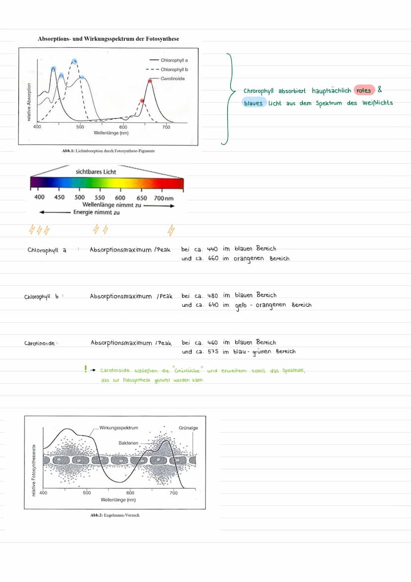 Assimilation
Prozess, bei dem aus korperfremden Stoffen
Fotosynthese eine Form der Assimilation
Oxygene Fotosynthese
Grüne Pflanzen stellen 