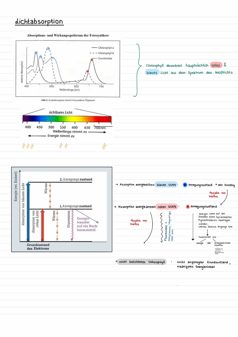 Assimilation
Prozess, bei dem aus korperfremden Stoffen
Fotosynthese eine Form der Assimilation
Oxygene Fotosynthese
Grüne Pflanzen stellen 