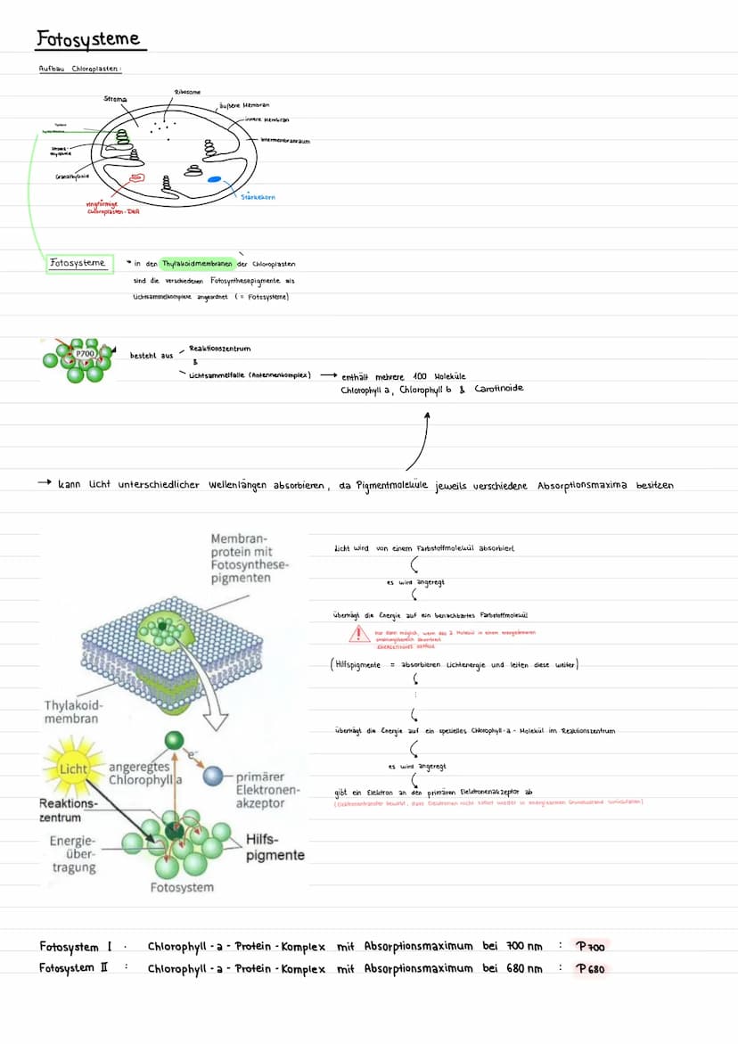 Assimilation
Prozess, bei dem aus korperfremden Stoffen
Fotosynthese eine Form der Assimilation
Oxygene Fotosynthese
Grüne Pflanzen stellen 