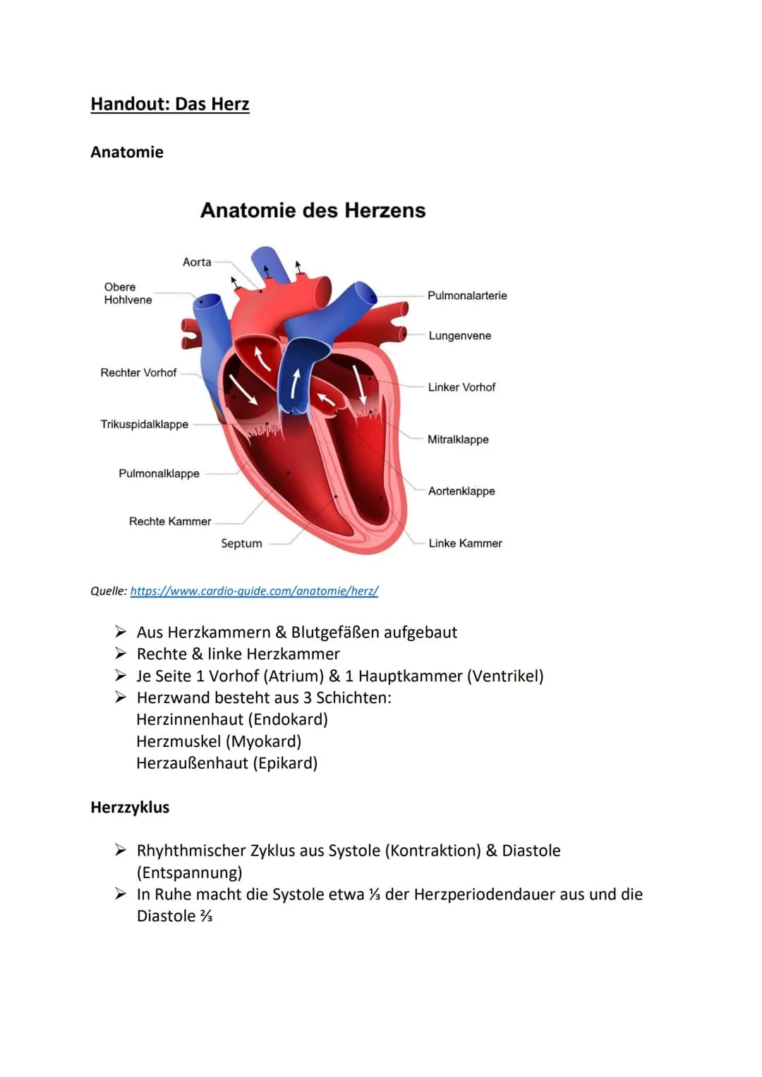 DAS HERZ Handout: Das Herz
Anatomie
Obere
Hohlvene
Rechter Vorhof
Anatomie des Herzens
Aorta
Trikuspidalklappe
Pulmonalklappe
Rechte Kammer
