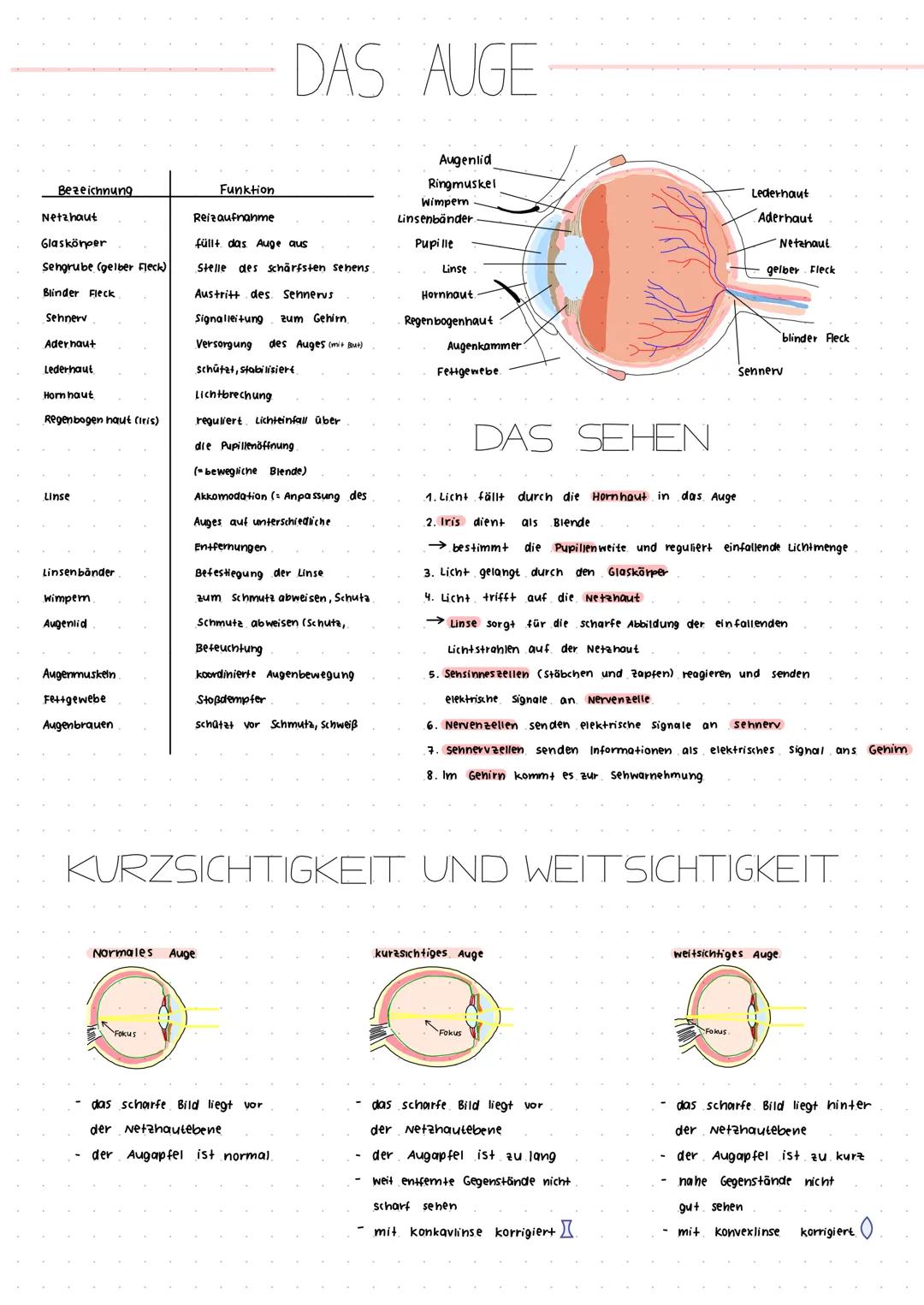 Bezeichnung
Netzhaut
Glaskörper
Sengrube (gelber Fleck)
Blinder Fleck
Sehnerv
Adernaut
Lederhaut
Horn haut
Regenbogen haut (iris)
Linse
Lins