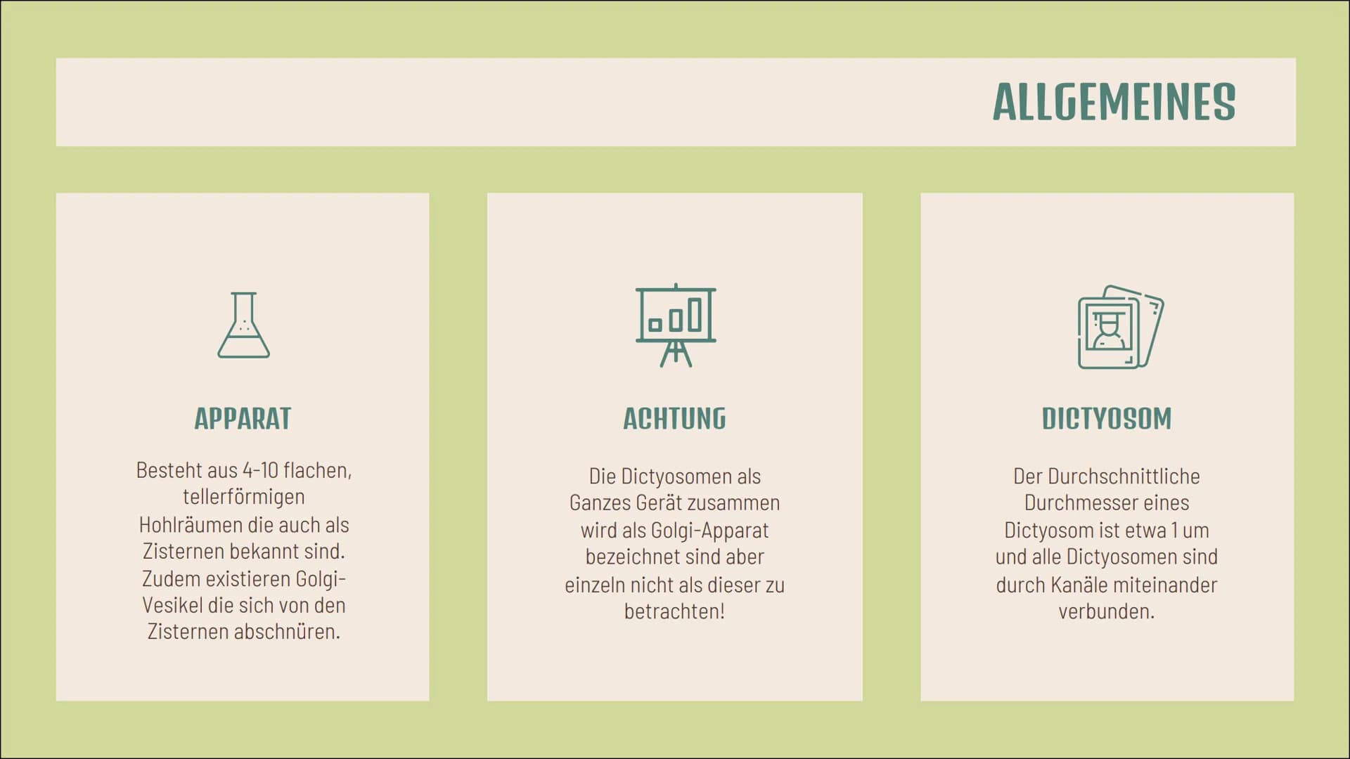Dictyosom(e)
Golgi-
Apparat(e)
Doreen Boch, Anna Steinbusch
tt
ZELLE Aufbau
4-10 flache, tellerförmige
Hohlräume (Zisternen)
von einer Membr