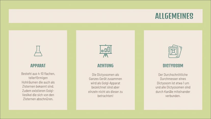 Dictyosom(e)
Golgi-
Apparat(e)
Doreen Boch, Anna Steinbusch
tt
ZELLE Aufbau
4-10 flache, tellerförmige
Hohlräume (Zisternen)
von einer Membr