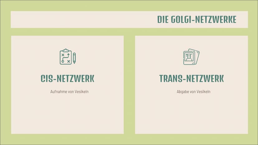 Dictyosom(e)
Golgi-
Apparat(e)
Doreen Boch, Anna Steinbusch
tt
ZELLE Aufbau
4-10 flache, tellerförmige
Hohlräume (Zisternen)
von einer Membr