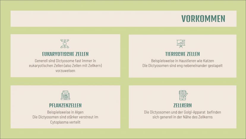 Dictyosom(e)
Golgi-
Apparat(e)
Doreen Boch, Anna Steinbusch
tt
ZELLE Aufbau
4-10 flache, tellerförmige
Hohlräume (Zisternen)
von einer Membr