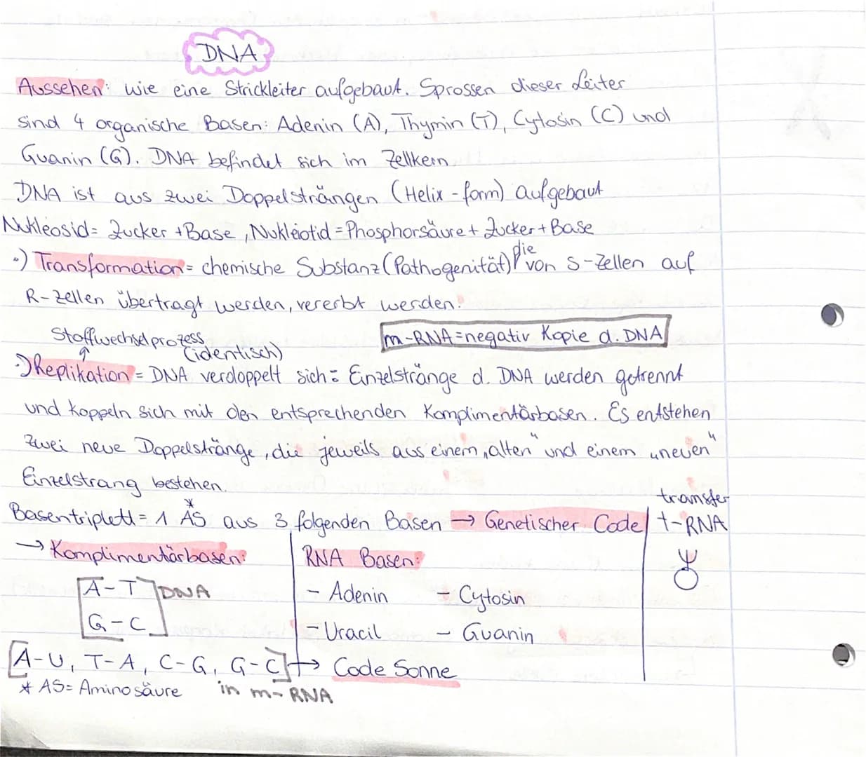 DNA
Aussehen: wie eine Strickleiter aufgebaut. Sprossen dieser Leiter
Basen: Adenin (A), Thymin (T), Cytosin (C) und
Guanin (G). DNA befinde