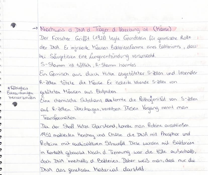 DNA
Aussehen: wie eine Strickleiter aufgebaut. Sprossen dieser Leiter
Basen: Adenin (A), Thymin (T), Cytosin (C) und
Guanin (G). DNA befinde