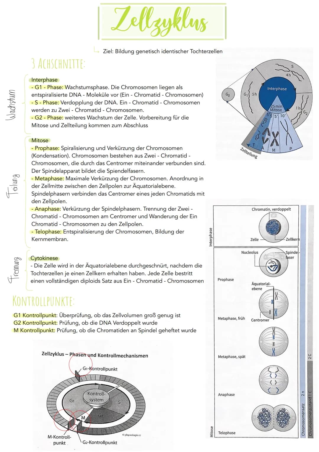 Wachstum
Teilung
Trennung
3 ACHSCHNITTE:
Zellzyklus
Ziel: Bildung genetisch identischer Tochterzellen
Interphase
- G1 - Phase: Wachstumsphas