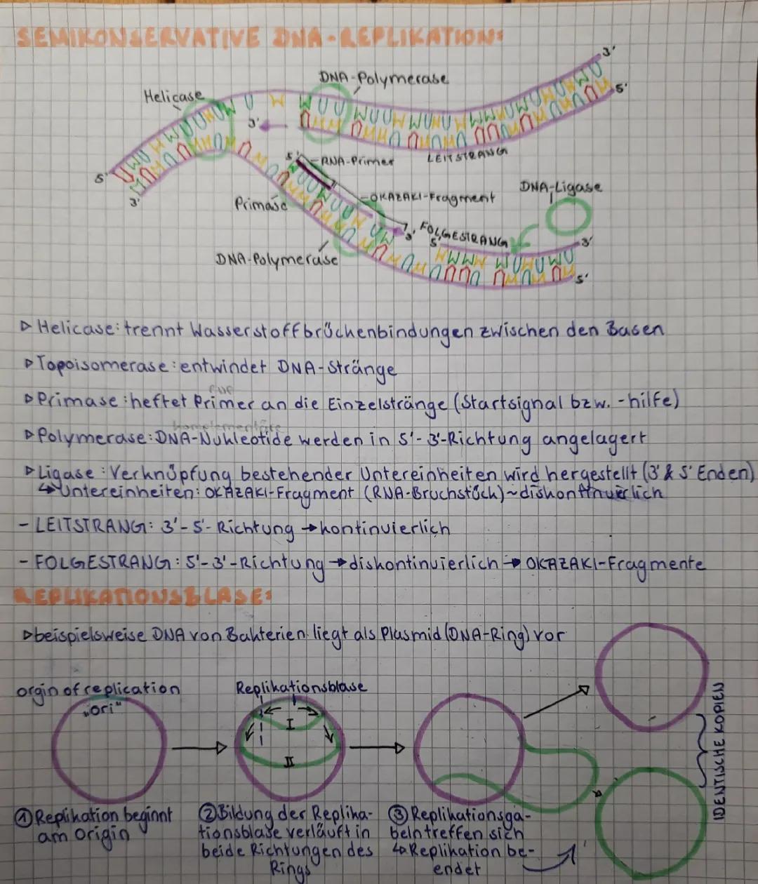 DNA-Replikation