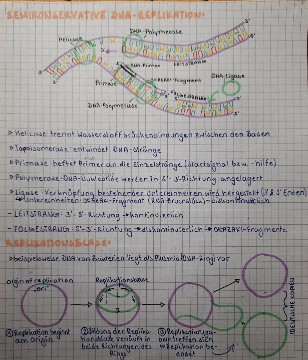 SEMIKONSERVATIVE DNA-REPLI
S
Helicase
3'
TWO WO UBON
DNA-Polymerase
TW WOU NOU WOU IN UW
is pun anda a and
LEIT STRANG
Primase
DNA-Polymeras
